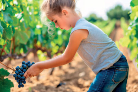 Vendemmia dei bambini